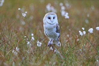 Barn Owl (tyto alba), sitting in meadow