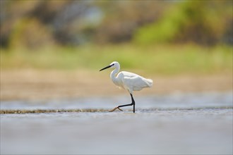 Little egret (Egretta garzetta) walking at the shore, hunting, sea, ebro delta, Catalonia, Spain,