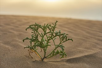 European searocket (Cakile maritima) growing in the sand on the beach, "Platja del Fangar", nature