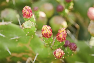 Indian fig opuntia (Opuntia ficus-indica) blossoms and fruits, ebro delta, Catalonia, Spain, Europe