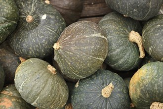 Pile of green Kuri Hokkaido squashes