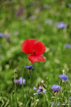 Beautiful picturesque poppies, August, Bavaria, Germany, Europe