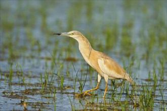 Squacco heron (Ardeola ralloides) in a paddy field, hunting, ebro delta, Catalonia, Spain, Europe