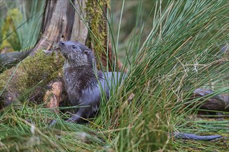 European Otter (Lutra lutra), on lakeside, captive