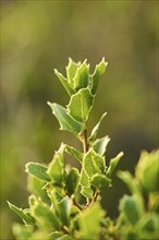 Kermes oak (Quercus coccifera) growing at Mount "La Talaia del Montmell" at evening, Catalonia,