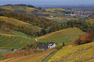 Half-timbered house between autumnally coloured vines, near Durbach, Ortenaukreis, Black Forest,