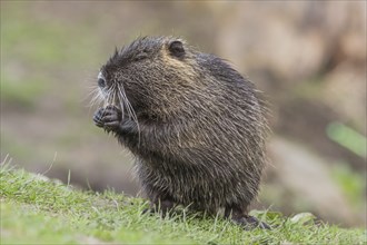 Nutria (Myocastor coypus) sits in a meadow and eats, Lower Austria, Austria, Europe