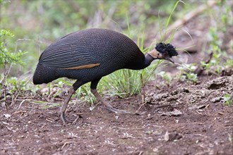 Crested guineafowl or Southern Crested Guineafowl (Guttera edouardi), Kwazulu Natal Province, South