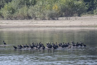 Great cormorant (Phalacrocorax carbo) on a sandbank in the Danube, Romania, Europe