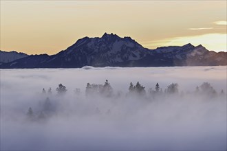 Forest shrouded in fog, Pilatus in the background, Canton Zug, Switzerland, Europe