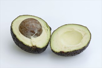 Avocado (Persea americana), Lauraceae