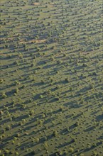 Aerial view, landscape in morning light, Bangweulu swamps, Luapula Province, Zambia, Africa