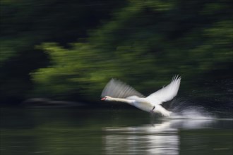 Mute Swan (Cygnus olor), flying over water surface, following, motion blur, Hesse, Germany, Europe