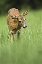 European roe deer (Capreolus capreolus) plagued by flies in the meadow, Allgäu, Bavaria, Germany,