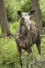 Elk (Alces alces) cow safe in the forest, Southern Sweden, Sweden, Scandinavia, Europe