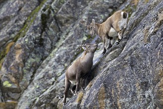 Young male Alpine ibex (Capra ibex) with small horns and juvenile in rock face in winter, Gran