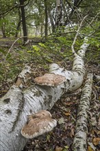 Birch polypore (Piptoporus betulinus) birch bracket, razor strop, bracket fungus on fallen birch