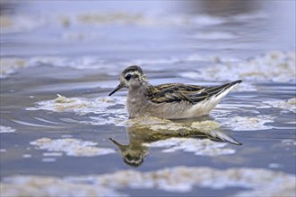 Red phalarope, young grey phalarope (Phalaropus fulicarius) juvenile swimming in pond in summer,