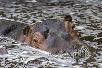 Close-up of cute young common hippopotamus, hippo (Hippopotamus amphibius) calf resting in water of