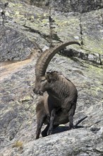 Alpine ibex (Capra ibex) male with large horns and female foraging on mountain slope in autumn in