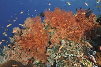 Tropical fan coral (Melithaea ochracea) Nodal fans Sea fans, above sea goldies (Pseudanthias