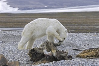 Scavenging polar bear (Ursus maritimus) cub feeding on carcass of dead stranded whale along the