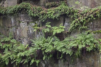 Common bracken (Pteridium aquilinum), brake, eagle fern growing in rock face