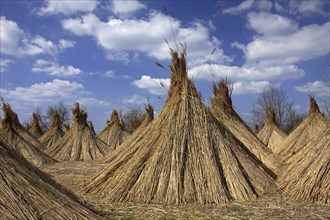 Common Reed (Phragmites communis) harvested bundles drying at Neusiedler Lake, Austria, Europe