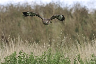 Common buzzard (Buteo buteo) flying over meadow