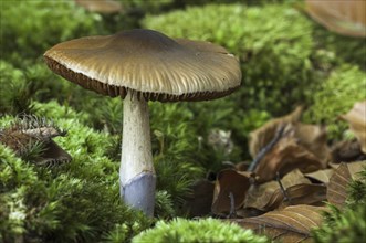 Blue-girdled webcap (Cortinarius collinitus) showing stem covered by bluish, lilac slime veil