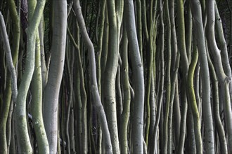 Beech trees at Darß, Darss west coast, Fischland-Darß-Zingst, Western Pomerania Lagoon Area NP,