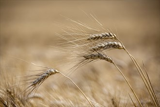 Ripe barley (Hordeum vulgare), Rhineland-Palatinate, Germany, Europe