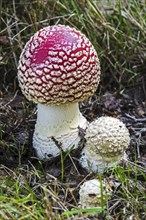 Fly agaric (Amanita muscaria), fly amanita mushroom buttons in different growing stages in autumn