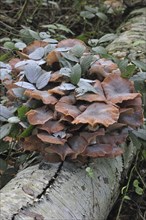 Dark honey fungus (Armillaria solidipes) (Armillaria ostoyae) growing in cluster on tree trunk in