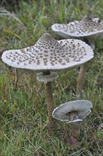 Parasol mushrooms (Macrolepiota procera) (Lepiota procera) in grassland