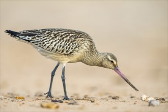 Black-tailed Godwit (Limosa limosa), birds feeding on the beach at low tide