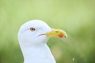 Yellow-legged gull (Larus michahellis), wildlife, portrait, France, Europe