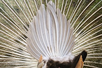 Indian peafowl (Pavo cristatus) spread one's tail (feathers) on the ground, Spain, Europe