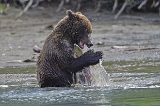 Young brown bear (Ursus arctos) sitting on the shore playing with a salmon, Lake Clarke National