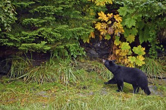 American Black Bear (Ursus americanus) striding along the edge of the forest and looking up,