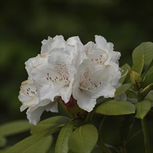 Rhododendron flowers (Rhododendron Homer), white flower in a garden, Wilden, North