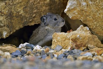 Pika (Ochotona) standing among boulders and on large rocks, Denali National Park, Alaska, USA,