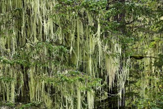 Lichen (Alectoria sarmentosa) in temperate rainforest, Vancouver Island, British Columbia, Canada,