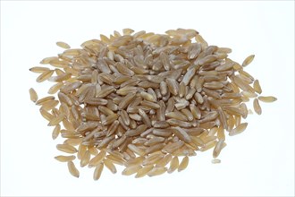 Khorasan wheat (Triticum turgidum × polonicum), also called kamut, is an old variety of spring