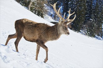 Red deer (Cervus elaphus) stag on a snowy meadow in the mountains in tirol, Kitzbühel, Wildpark