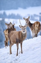 Red deer (Cervus elaphus) stag with hindson a snowy meadow in the mountains in tirol, Kitzbühel,