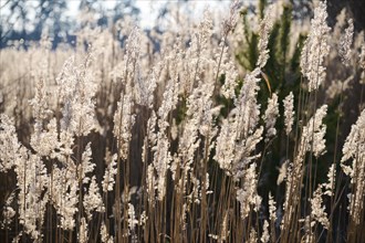 Common reed (Phragmites australis) seeds, detail, Upper Palatinate, Bavaria, Germany, Europe