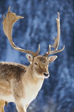 European fallow deer (Dama dama) buck portrait in the mountains in tirol, snow, Kitzbühel, Wildpark