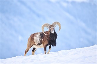 European mouflon (Ovis aries musimon) ram on a snowy meadow in the mountains in tirol, Kitzbühel,