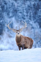 Red deer (Cervus elaphus) stag on a snowy meadow in the mountains in tirol, Kitzbühel, Wildpark